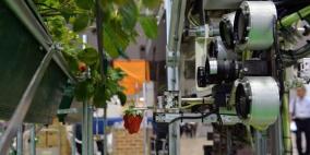 روبوت ياباني يمضي لياليه في قطف الفراولة الناضجة