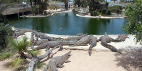 حتى التماسيح بدأت تتبع حمية غذائية نباتية