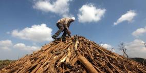 انتاج الفحم في غزة