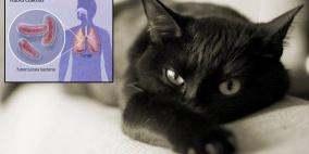 قطط منزلية تنقل عدوى مرض السل البقري إلى بريطانييْن