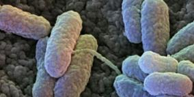 العثور على آلاف من البكتيريا التي تعيش على النقود