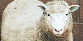 نعجة تلد أخرى على هيئة إنسان فى نيجيريا