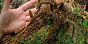 اكتشاف عنكبوت بحجم جرو صغير داخل الغابات بأمريكا الجنوبية