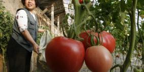 العلماء يكتشفون طريقة للحصول على خضروات عملاقة