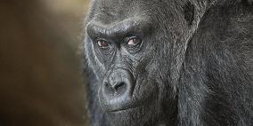 نقل ذكر غوريلا من حديقته لسلوكه العدواني تجاه الإناث