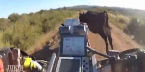 بالفيديو .. دراجة تصدم بقرة ومصيرها مجهول