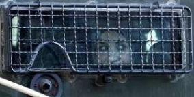 الاحتلال يعتقل ثمانية مواطنين من الضفة بينهم سيدة