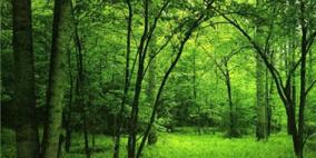 اكتشاف غابة نادرة فى موزمبيق عن طريق "جوجول إيرث"