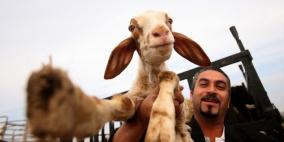 توقعات بانخفاض أسعار لحوم الخراف الاسبوع المقبل