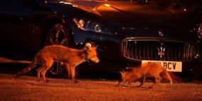 عشرات الآلاف من الثعالب تستوطن حدائق لندن