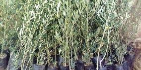 مستوطنون يقتلعون  800 شتلة زيتون في سنجل