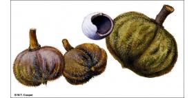 فاكهة استرالية تشفي من الأورام الخبيثة خلال اسبوعين