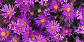 حالة الطقس خلال ايام العيد