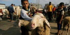 "الحمى القلاعية" تنتشر في غزة