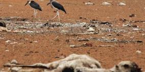 "حيوانات العالم في خطر".. أعدادها تتناقص