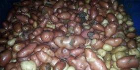 ضبط طن من البطاطا الفاسدة بالخليل