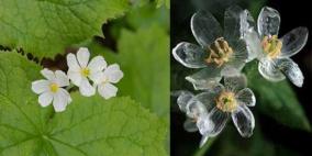 زهرة «الهيكل العظمي» تتحول إلى شفافة تحت مطر