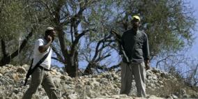 مستوطنون يسرقون ثمار زيتون من أراضي حلحول شمال الخليل