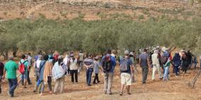 متطوعون يشاركون أهالي دوما بنابلس قطاف الزيتون