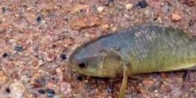 مخاوف من سمكة تعيش عدة أيام خارج الماء