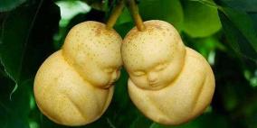 «طباعة الفاكهة» موضة صينية اكتسحت العالم