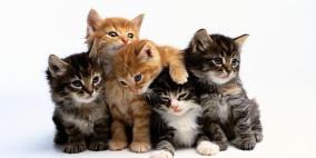 تربية القطط تصيب بالغلوكوما ثاني أكثر مسبب للعمى