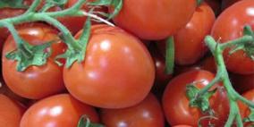 الحقيقة العلمية للتغيرات اللونية الخارجية والداخلية لثمار الطماطم