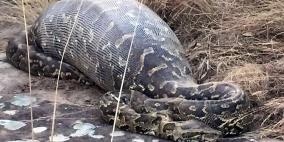 بالصور.. ثعبان عملاق تتمزق أحشاؤه بسبب ابتلاعه حيوان النيص