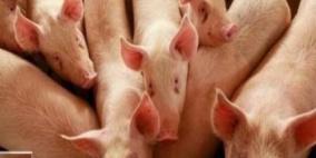 شركة روسية تضع عبارة "حلال" على لحم الخنزير