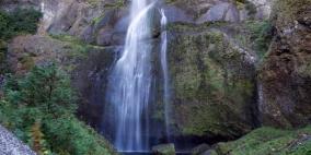 ولاية أميركية تعرض غابة للبيع