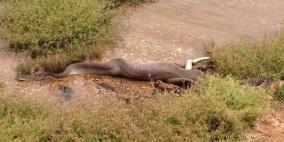 أفعى تلتهم تمساحاً بعد عراك طويل في بحيرة أسترالية