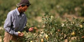 الاحتلال يرش مبيدات سامة على المحاصيل الزراعية بقطاع غزة