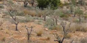 مستوطنون يقتلعون مئات اشتال الكرمة جنوب بيت لحم