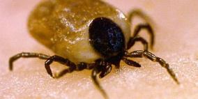 خطوات لمواجهة لدغة القراد