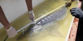 سمكة حفش تقتل طفلة عمرها خمسة أعوام في فلوريدا