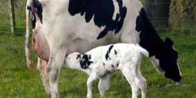 غزارة حليب البقرة ترتبط بجنس مولودها