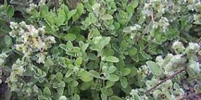 المردقوش MARJORAM: صديق الجميع
