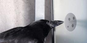 دراسة: الغراب يستوعب بعض مبادئ علم الحساب