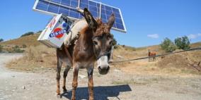" بالصور" رعاة تركيا يولدون الكهرباء على ظهور الحمير