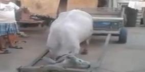 بالفيديو .. بقرة نشيطة تستعد للعمل بنفسها