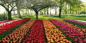روسيا قلقة من "خطر" أزهار هولندا