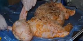 تركيا... ولادة خروف بوجه إنسان (فيديو )