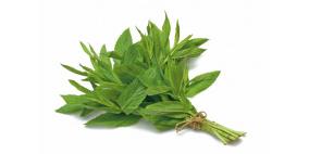 تعرفى على فوائد "النعناع" الصحية والنفسية