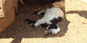 هجوم مستوطنين يفتك بقطيع اغنام شرق رام الله