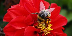 الانقراض يهدد ربع أنواع النحل الطنان في أوروبا