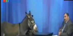 بالفيديو..قناة أردنية تستضيف حمارا في برنامج سياسي