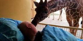 قبلة وداع.. من زرافة على وجنة حارسها قبل الرحيل