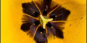 مناظر طبيعية خلابة من فلسطين