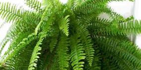 «السرخس» يعالج البهاق