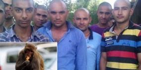 سكان قرية يحلقون شعر رؤوسهم حداداً على قرد!